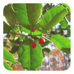 Holly Leaves II Holiday Nature Botanical Square Sticker