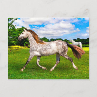 "Holly On The Move" Postcard