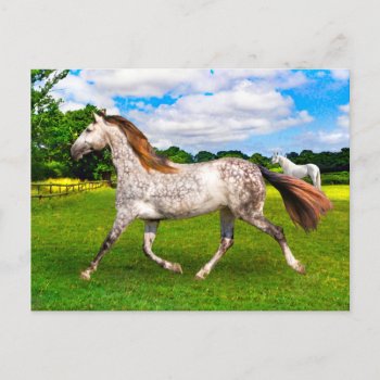 "holly On The Move" Postcard by TabbyHallDesigns at Zazzle