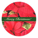 Holly Point Poinsettias Christmas Floral Classic Round Sticker