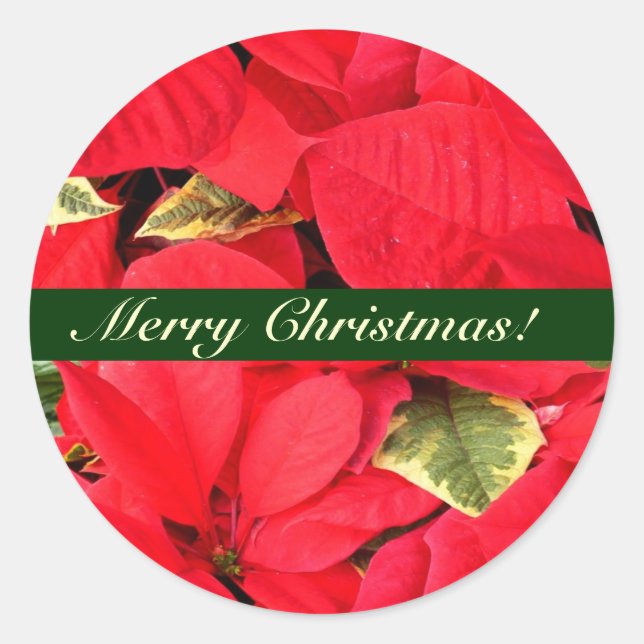 Holly Point Poinsettias Christmas Floral Classic Round Sticker (Front)
