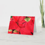 Holly Point Poinsettias Christmas Holiday Floral