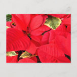 Holly Point Poinsettias Christmas Holiday Floral