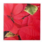 Holly Point Poinsettias Christmas Holiday Floral Ceramic Tile