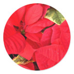 Holly Point Poinsettias Christmas Holiday Floral Classic Round Sticker