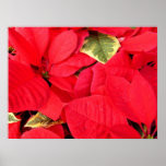 Holly Point Poinsettias Christmas Holiday Floral Poster