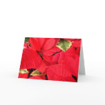 Holly Point Poinsettias Holiday Floral