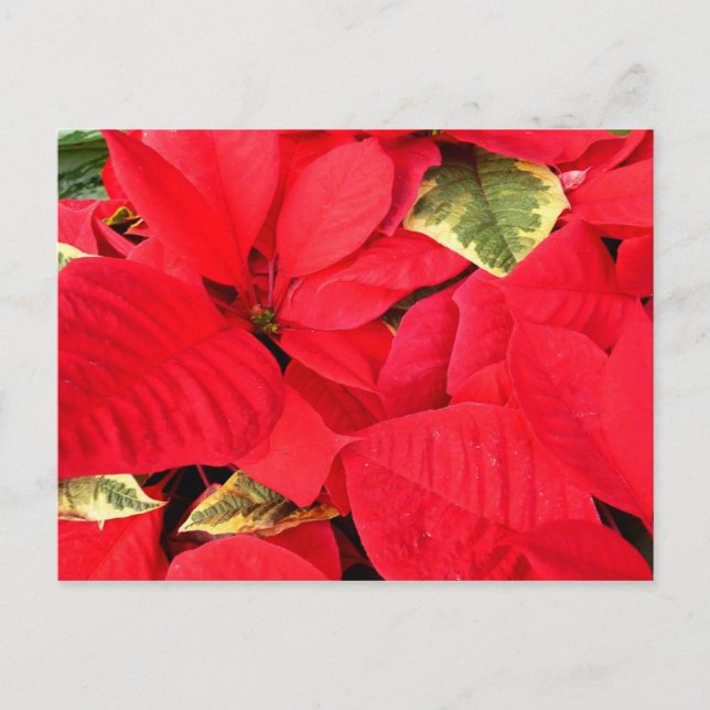 Holly Point Poinsettias Holiday Floral (Front)