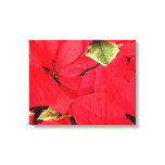 Holly Point Poinsettias Holiday Floral Canvas Print