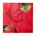 Holly Point Poinsettias Holiday Floral Ceramic Tile