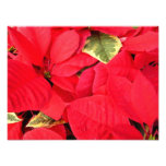 Holly Point Poinsettias Holiday Floral Photo Print