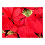Holly Point Poinsettias Holiday Floral Poster