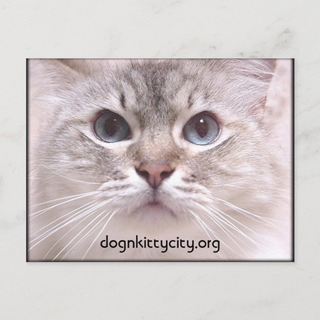 Holly Postcard (Front)