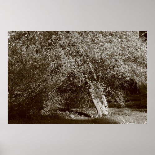 Holly Tree _ Sepia Poster