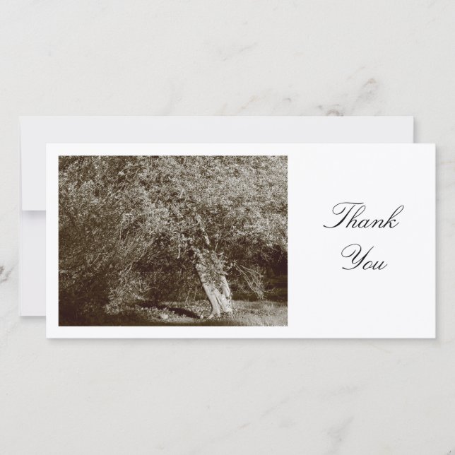 Holly Tree - Sepia - Thank You Card (Front)