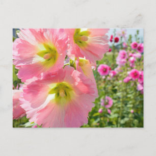 Hollyhock Flowers Postcard