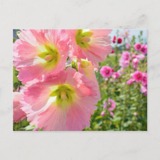 Hollyhock Flowers Postcard