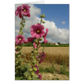 Hollyhocks (Front)