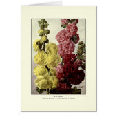Hollyhocks (Front)