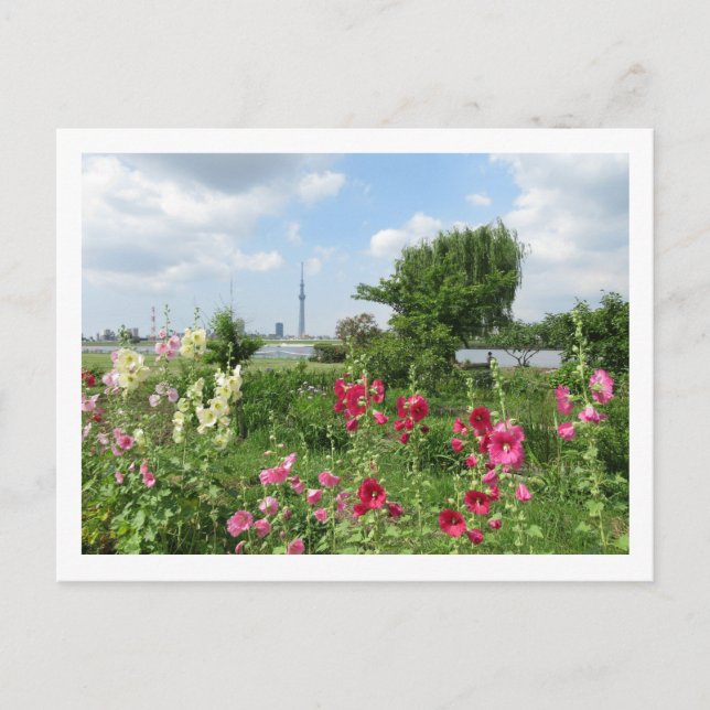 Hollyhocks: Arakawa River, Tokyo Postcard (Front)