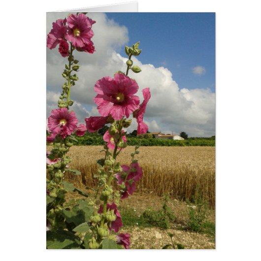 Hollyhocks Cards (Front)