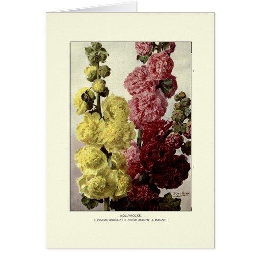 Hollyhocks Cards (Front)