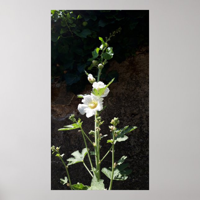 Hollyhocks flower , Alcea Alba Poster (Front)
