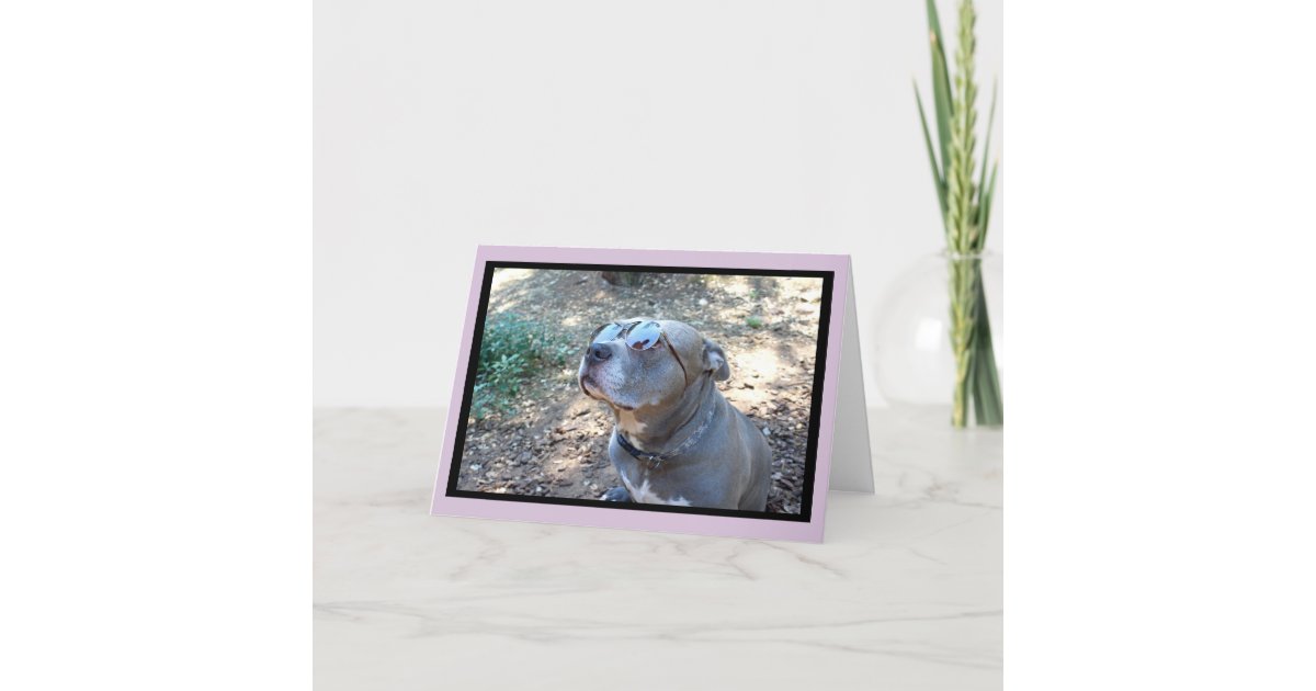 Hollywood Pitbull Valentine's Day Card | Zazzle