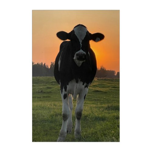 Holstein Calf at Sunset Acrylic Print