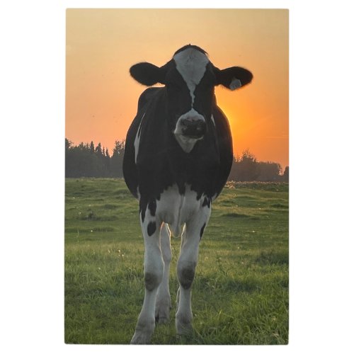 Holstein Calf at Sunset Metal Print