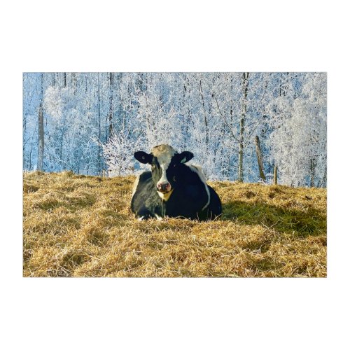 Holstein Calf on Frosty Alberta Morning Acrylic Print