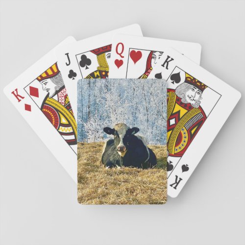Holstein Calf on Frosty Alberta Morning Poker Cards