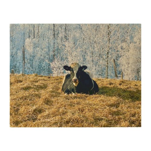 Holstein Calf on Frosty Alberta Morning Wood Wall Art