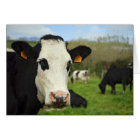 Holstein cattle
