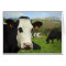 Holstein cattle