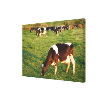 Dairy Cow Wrapped Canvas Prints | Zazzle