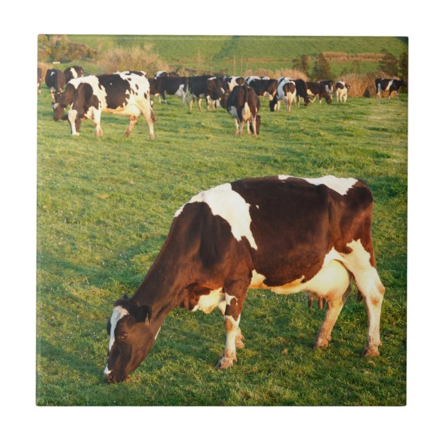 Holstein cattle ceramic tile (Front)