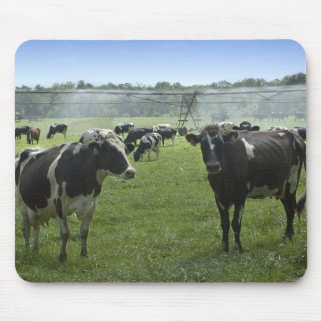 Holstein Cattle Mousepad (Front)