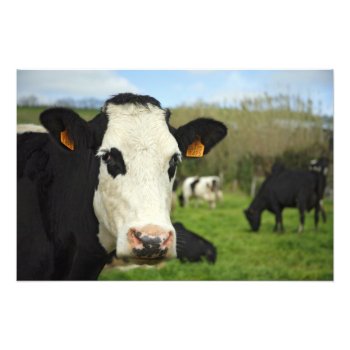 Holstein Cattle Photo Print by gavila_pt at Zazzle