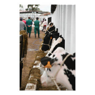 Holstein Cattle Show Stationery