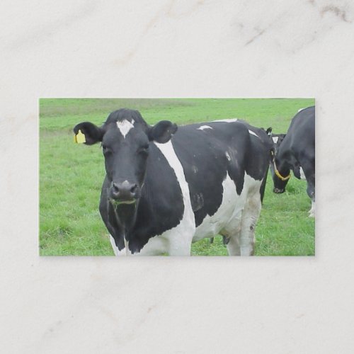 Holstein Cow Cattle Bull Steer Heifer Farm Range Business Card