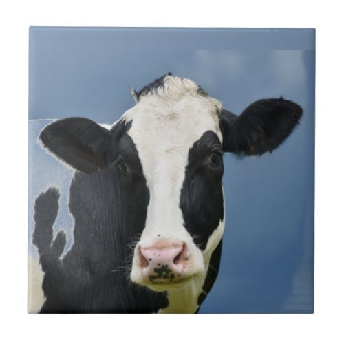 Holstein COW Ceramic Tile