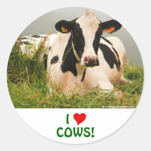 Holstein cow classic round sticker