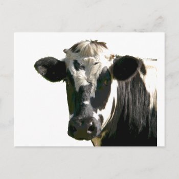 Holstein Cow Farm Animal Dairy Black & White Postcard by countrymousestudio at Zazzle
