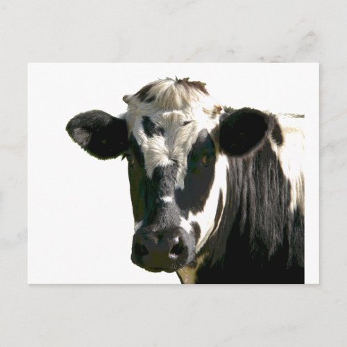 Holstein Cow Farm Animal Dairy Black  White Postcard