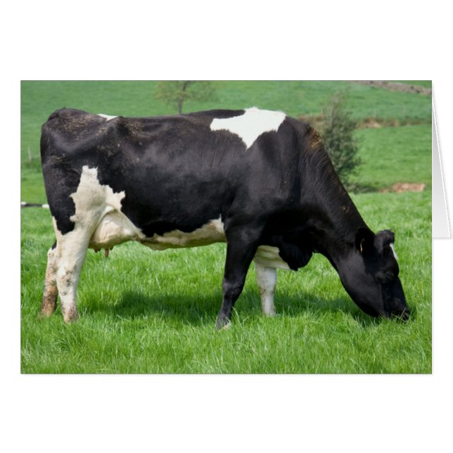 Holstein Cow Grazing Blank Card (Front Horizontal)