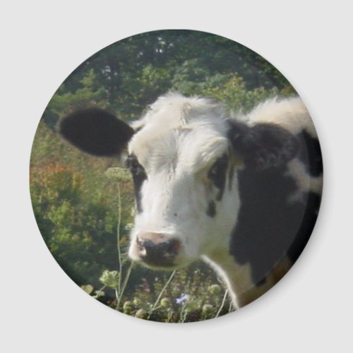 Holstein Cow Magnet