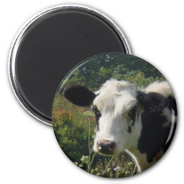 cow magnet
