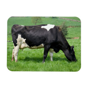 Holstein Cow Magnet