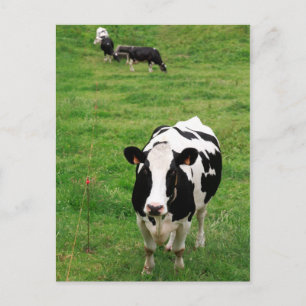 Holstein cow postcard